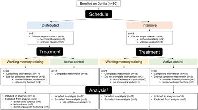 Experimental investigation of training schedule on home-based working memory training in healthy older adults